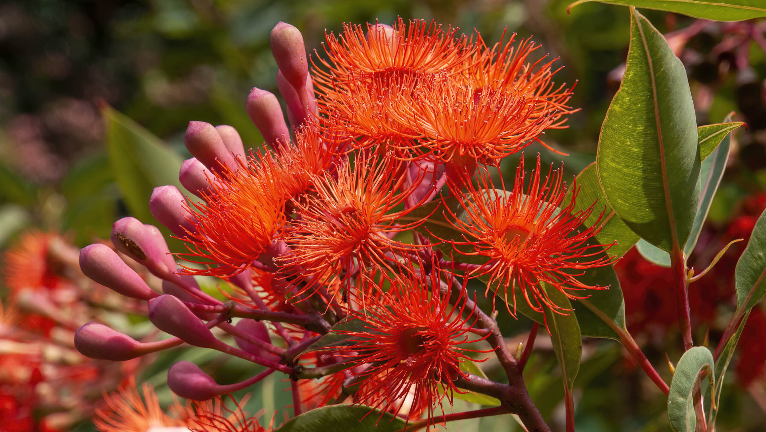 Baby Orange is a compact gum that would suit a smaller space.